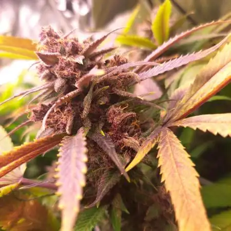 Red Hot Cookies by sweet seeds