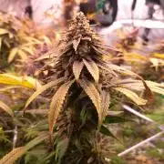 Big Bazooka - Anesia Seeds