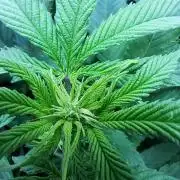 Sweet Cherry Pie by sweet seeds