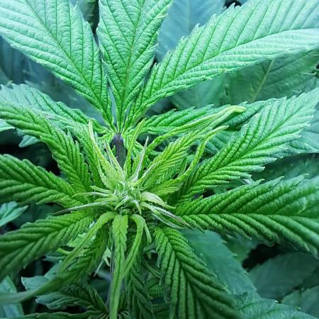 Sweet Cherry Pie by sweet seeds