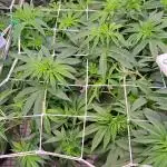 Papaya Zoap by Sweet Seeds