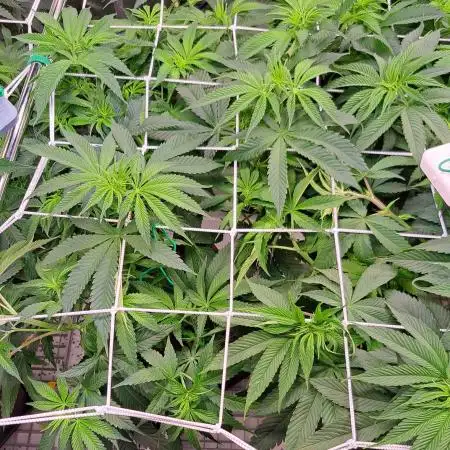 Papaya Zoap by Sweet Seeds