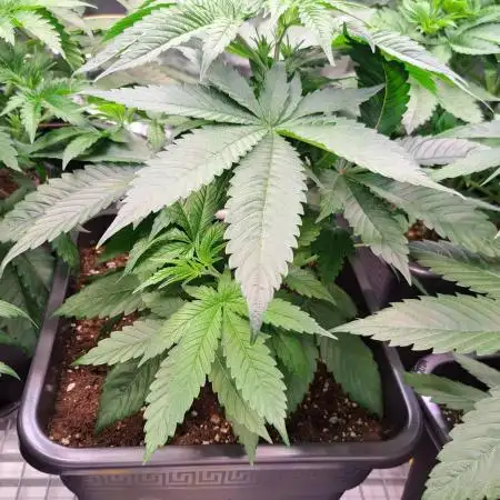 Big Bazooka - Anesia Seeds
