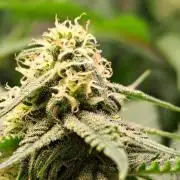 Sleepy Joe - Anesia Seeds