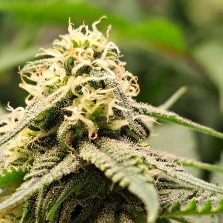 Sleepy Joe - Anesia Seeds