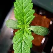 Super Boof by Barney's Farm