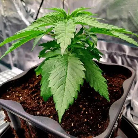 Sweet Cherry Pie by sweet seeds