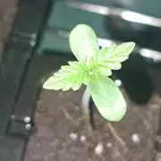 Project Ethos Genetics