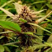 Red Hot Cookies by sweet seeds