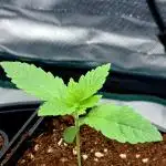 Frozen cherry runtz - Growers Choice