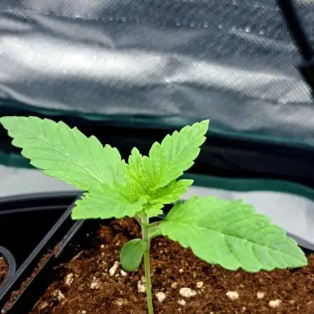 Frozen cherry runtz - Growers Choice
