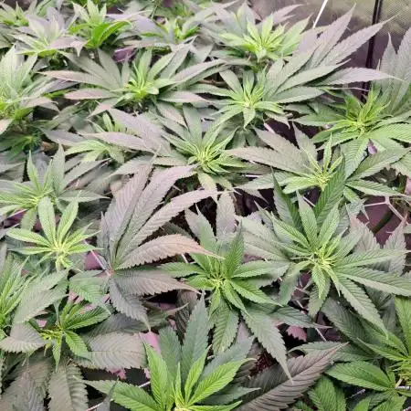 Red Hot Cookies by sweet seeds