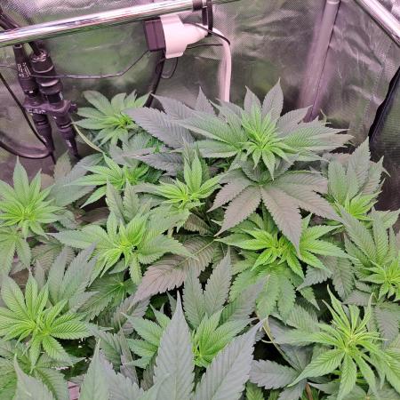 Frozen cherry runtz - Growers Choice