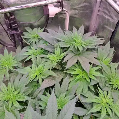 Frozen cherry runtz - Growers Choice