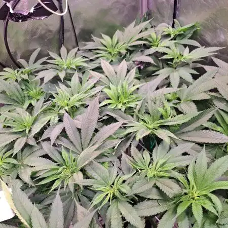 Frozen cherry runtz - Growers Choice