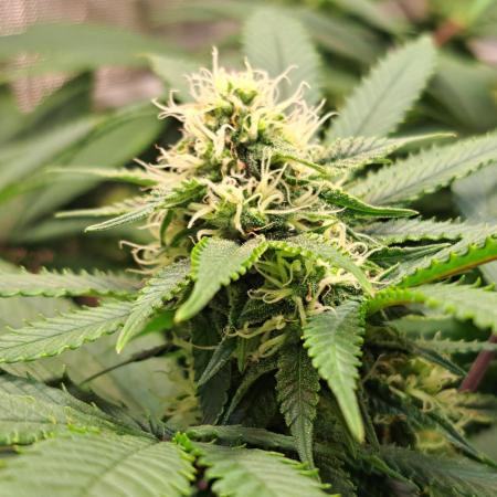 Sweet Cherry Pie by sweet seeds