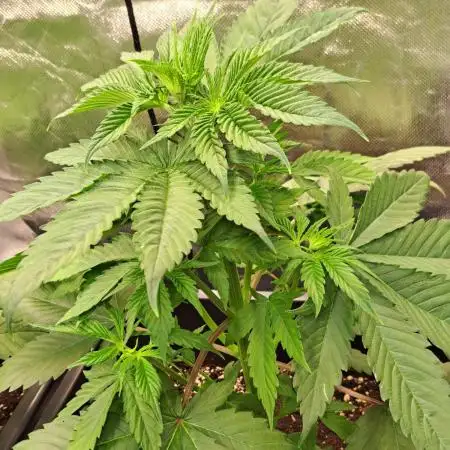 Red Hot Cookies by sweet seeds