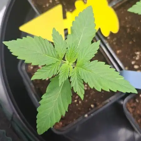 Red Hot Cookies by sweet seeds