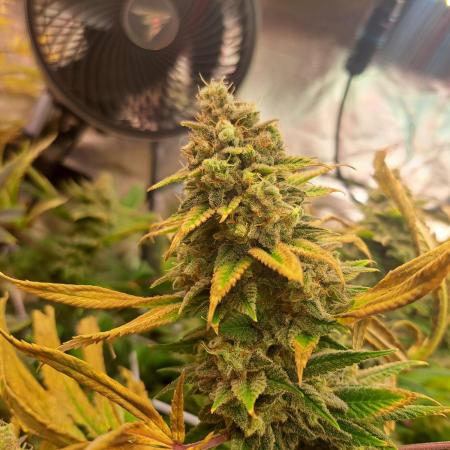 Papaya Zoap by Sweet Seeds