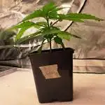 Big Bazooka - Anesia Seeds