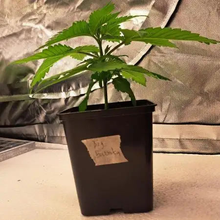 Big Bazooka - Anesia Seeds