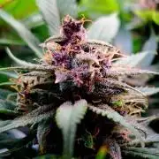 Red Hot Cookies by sweet seeds