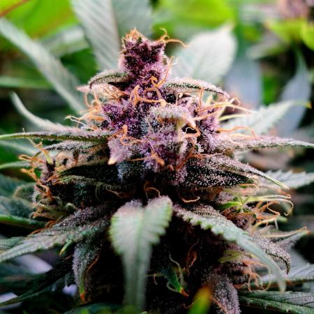 Red Hot Cookies by sweet seeds