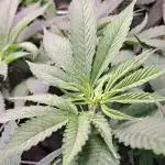 Red Hot Cookies by sweet seeds