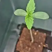 Super Boof by Barney's Farm