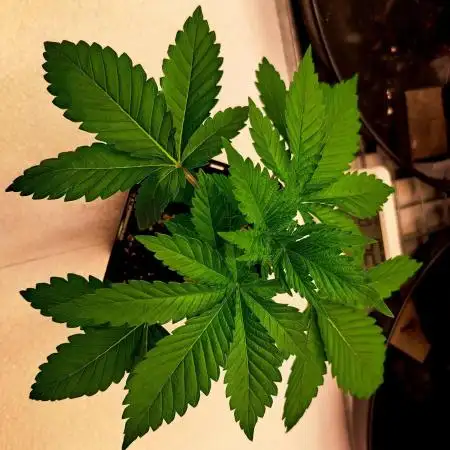 Frozen cherry runtz - Growers Choice