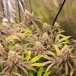 La Bomba Compound gen./Paradise Seeds