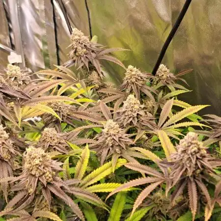 La Bomba Compound gen./Paradise Seeds