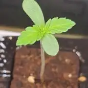 RS11 x Banana OG by Barney's