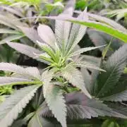 Red Hot Cookies by sweet seeds