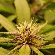 Red Hot Cookies by sweet seeds