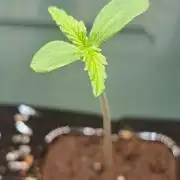 When Guava Turns to Ice!