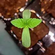 Pink Rozay by Original Sensible Seeds