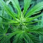 Sleepy Joe - Anesia Seeds