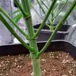 Big Bazooka - Anesia Seeds