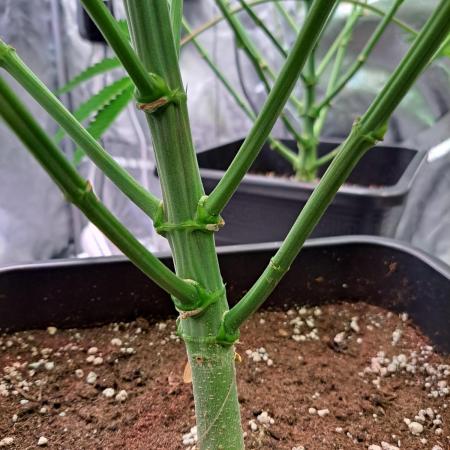 Big Bazooka - Anesia Seeds