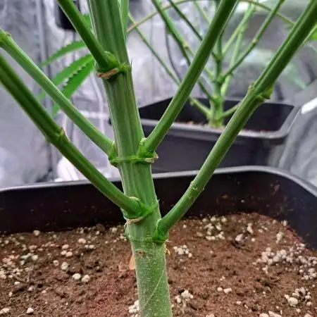 Big Bazooka - Anesia Seeds