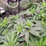 Frozen cherry runtz - Growers Choice