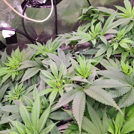 Frozen cherry runtz - Growers Choice