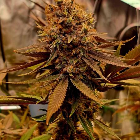 Mimosa Orange Punch clone