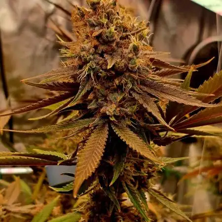 Mimosa Orange Punch clone
