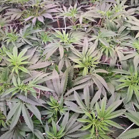 Big Bazooka - Anesia Seeds