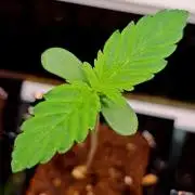 RS11 x Banana OG by Barney's