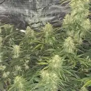 Berry Bomb Basement