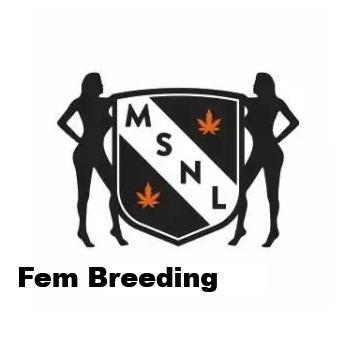 The Garden 2026-1A - MSNL Fem Breeding