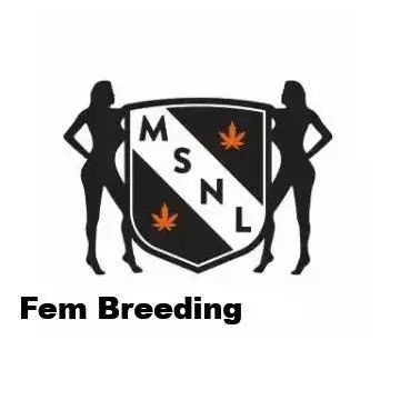 The Garden 2026-1A - MSNL Fem Breeding